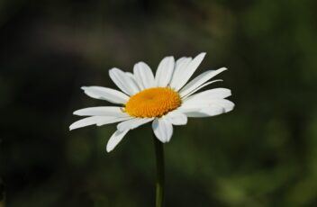 daisies-3471286_1920